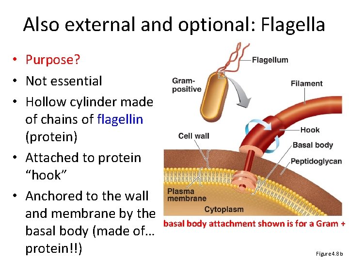 Also external and optional: Flagella • Purpose? • Not essential • Hollow cylinder made