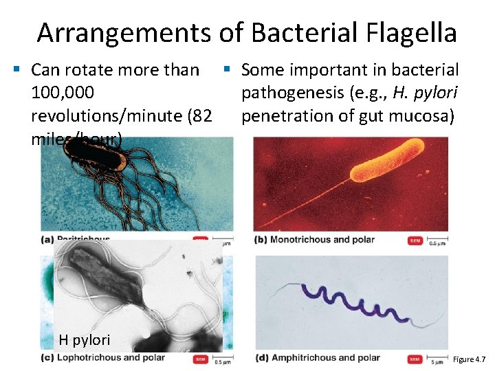 Arrangements of Bacterial Flagella § Can rotate more than § Some important in bacterial