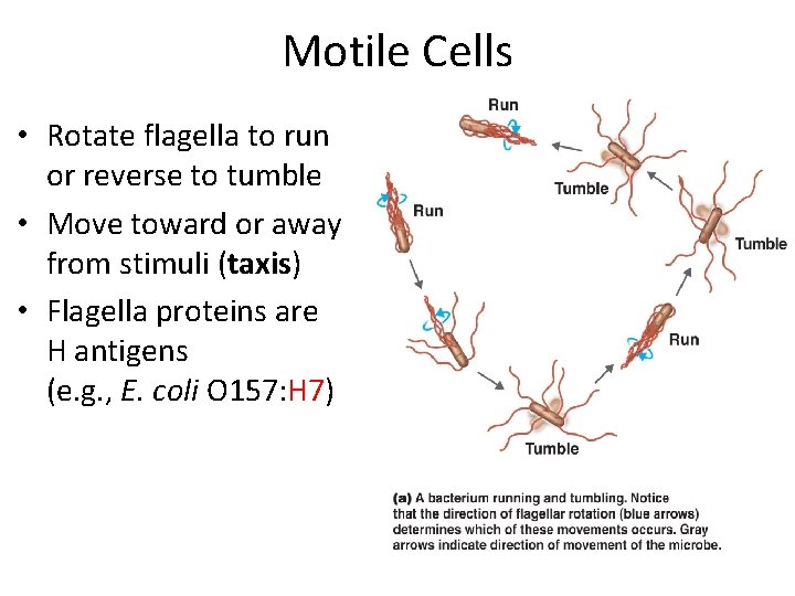 Motile Cells • Rotate flagella to run or reverse to tumble • Move toward