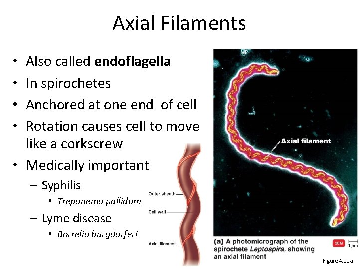 Axial Filaments Also called endoflagella In spirochetes Anchored at one end of cell Rotation