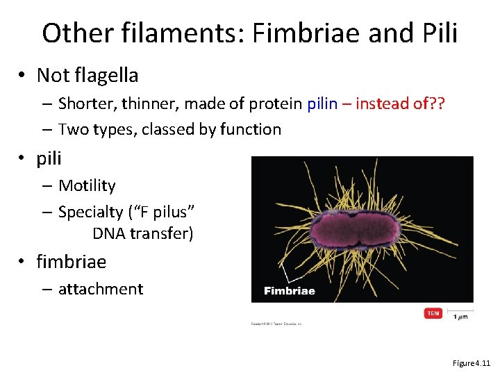 Other filaments: Fimbriae and Pili • Not flagella – Shorter, thinner, made of protein