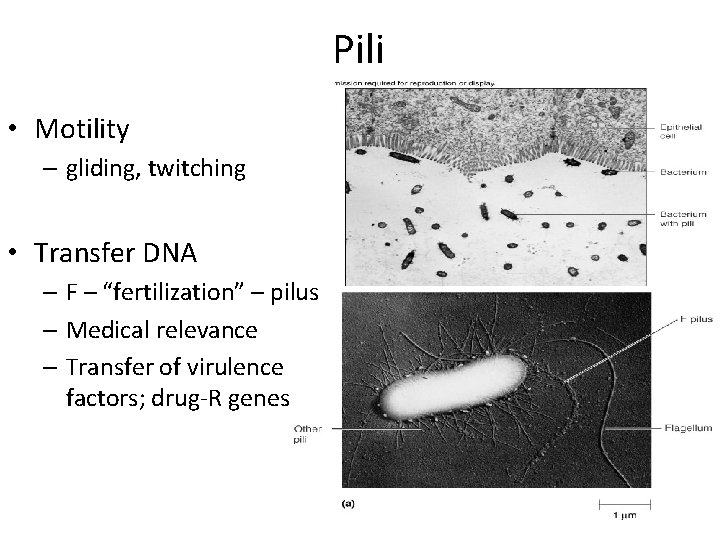 Pili • Motility – gliding, twitching • Transfer DNA – F – “fertilization” –