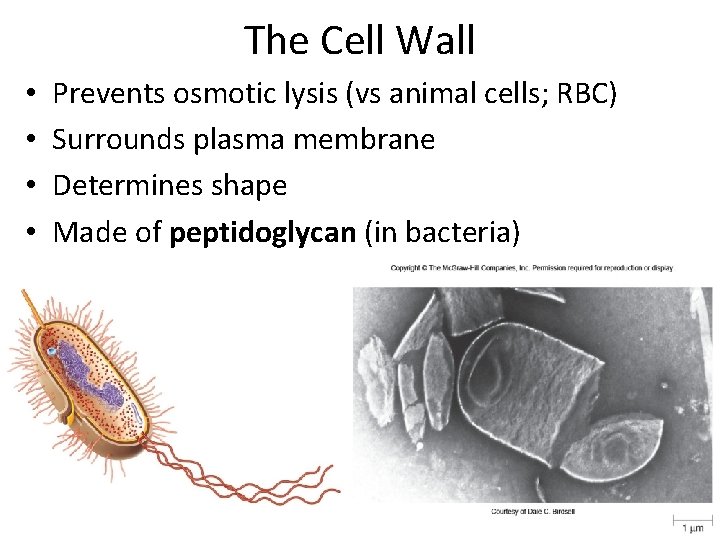 The Cell Wall • • Prevents osmotic lysis (vs animal cells; RBC) Surrounds plasma