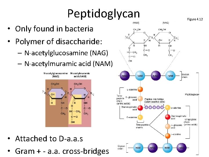 Peptidoglycan • Only found in bacteria • Polymer of disaccharide: – N-acetylglucosamine (NAG) –