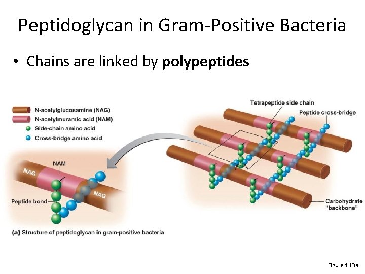 Peptidoglycan in Gram-Positive Bacteria • Chains are linked by polypeptides Figure 4. 13 a