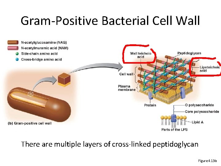 Gram-Positive Bacterial Cell Wall There are multiple layers of cross-linked peptidoglycan Figure 4. 13