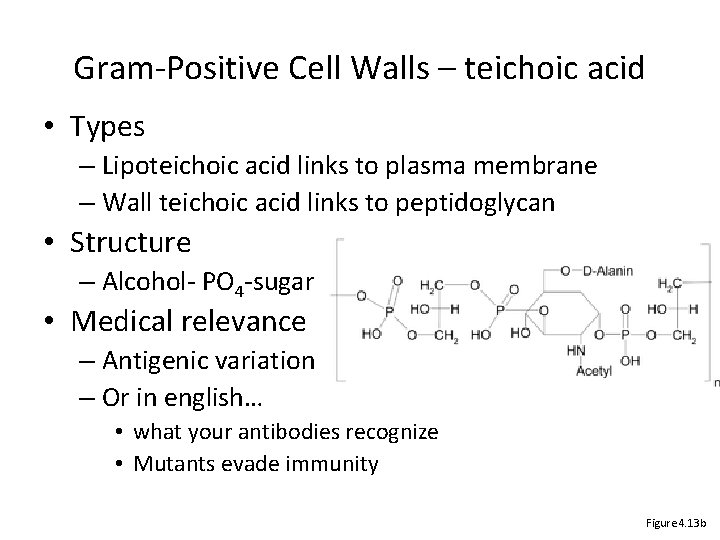 Gram-Positive Cell Walls – teichoic acid • Types – Lipoteichoic acid links to plasma