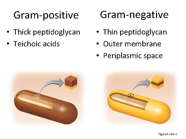 Gram-positive Gram-negative • Thick peptidoglycan • Teichoic acids • Thin peptidoglycan • Outer membrane