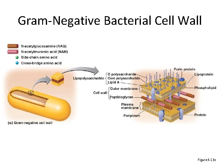 Gram-Negative Bacterial Cell Wall Figure 4. 13 c 