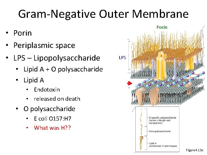 Gram-Negative Outer Membrane • Porin • Periplasmic space • LPS – Lipopolysaccharide Porin LPS