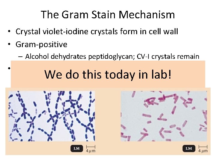 The Gram Stain Mechanism • Crystal violet-iodine crystals form in cell wall • Gram-positive