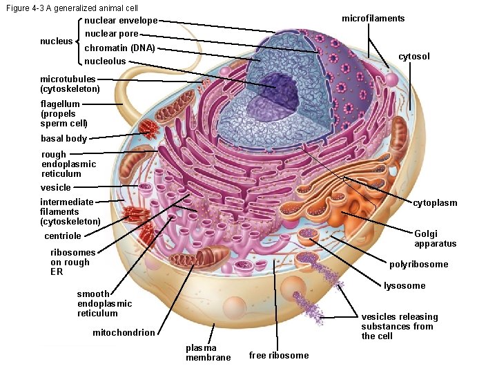 Figure 4 -3 A generalized animal cell microfilaments nuclear envelope nuclear pore nucleus chromatin