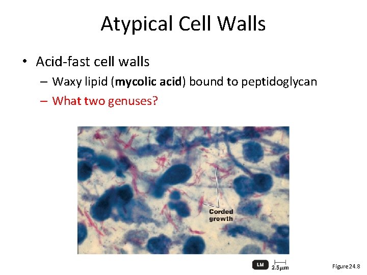 Atypical Cell Walls • Acid-fast cell walls – Waxy lipid (mycolic acid) bound to