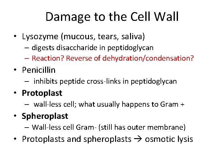 Damage to the Cell Wall • Lysozyme (mucous, tears, saliva) – digests disaccharide in