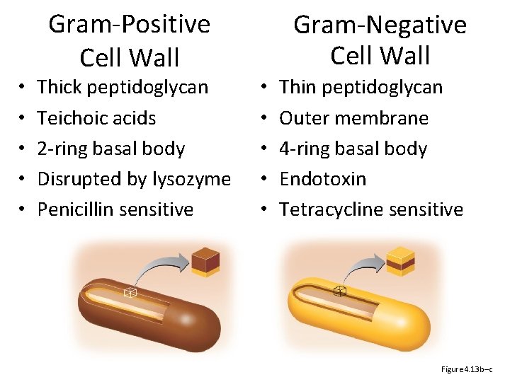  • • • Gram-Positive Cell Wall Thick peptidoglycan Teichoic acids 2 -ring basal