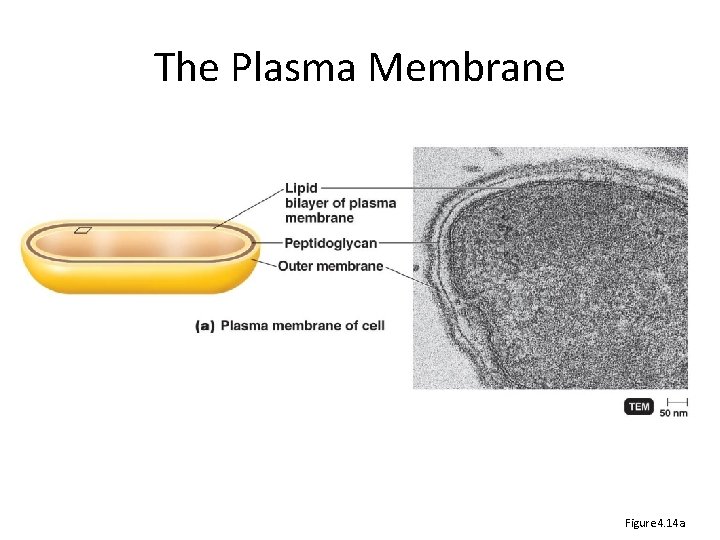 The Plasma Membrane Figure 4. 14 a 