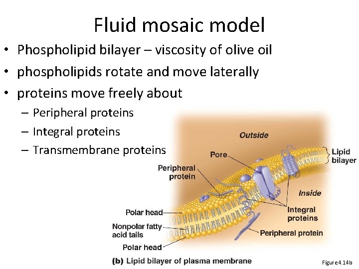 Fluid mosaic model • Phospholipid bilayer – viscosity of olive oil • phospholipids rotate