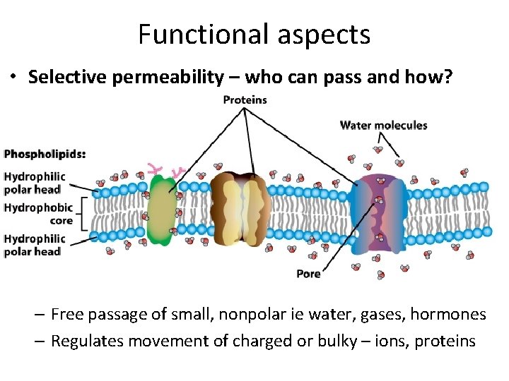 Functional aspects • Selective permeability – who can pass and how? – Free passage