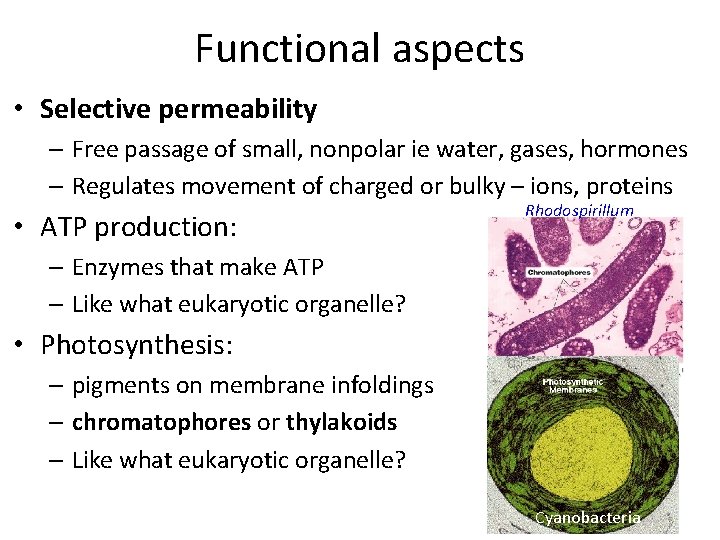 Functional aspects • Selective permeability – Free passage of small, nonpolar ie water, gases,