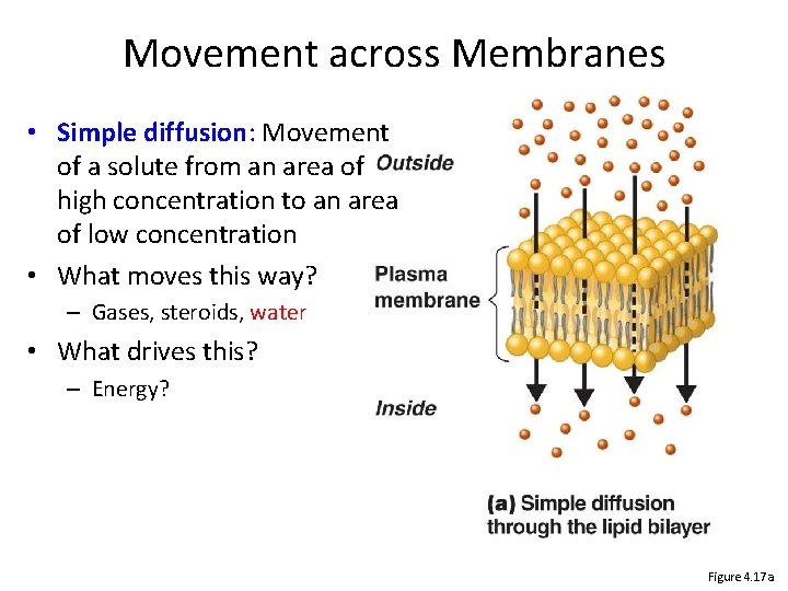 Movement across Membranes • Simple diffusion: Movement of a solute from an area of