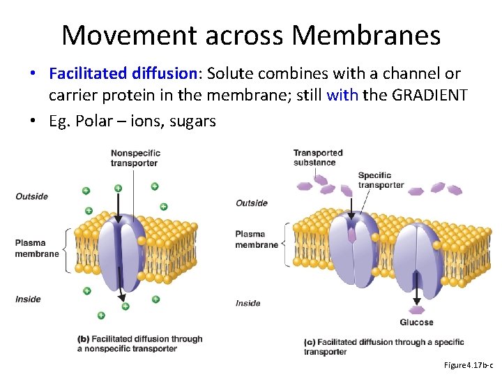 Movement across Membranes • Facilitated diffusion: Solute combines with a channel or carrier protein