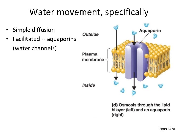 Water movement, specifically • Simple diffusion • Facilitated -- aquaporins (water channels) Figure 4.