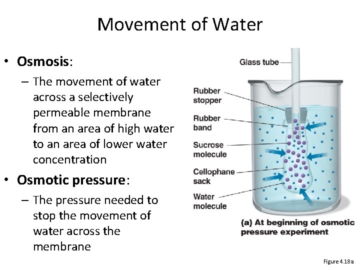 Movement of Water • Osmosis: – The movement of water across a selectively permeable