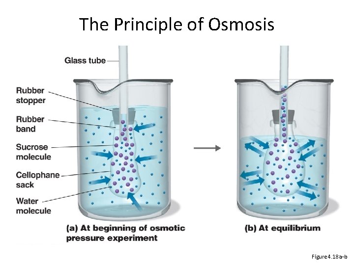 The Principle of Osmosis Figure 4. 18 a–b 