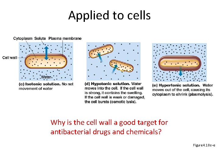 Applied to cells Why is the cell wall a good target for antibacterial drugs