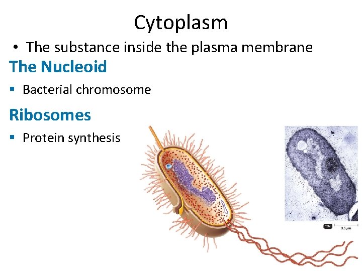 Cytoplasm • The substance inside the plasma membrane The Nucleoid § Bacterial chromosome Ribosomes