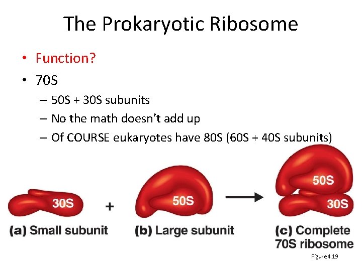 The Prokaryotic Ribosome • Function? • 70 S – 50 S + 30 S