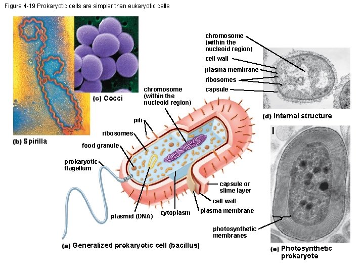 Figure 4 -19 Prokaryotic cells are simpler than eukaryotic cells chromosome (within the nucleoid