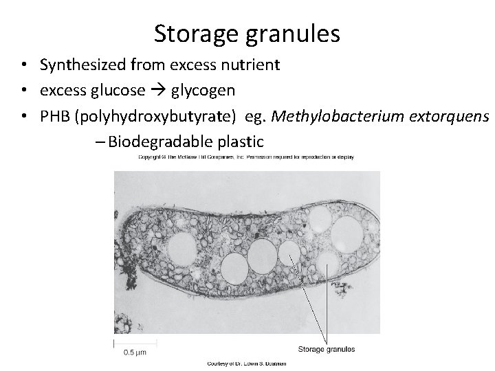 Storage granules • Synthesized from excess nutrient • excess glucose glycogen • PHB (polyhydroxybutyrate)
