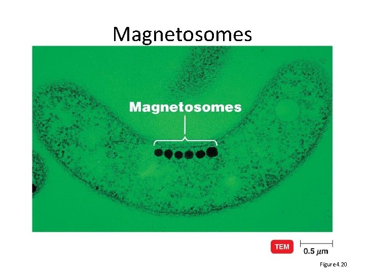 Magnetosomes Figure 4. 20 