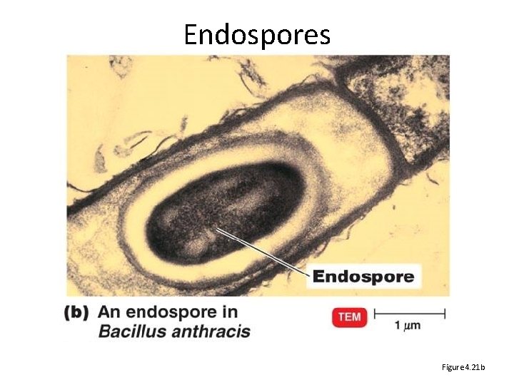 Endospores Figure 4. 21 b 