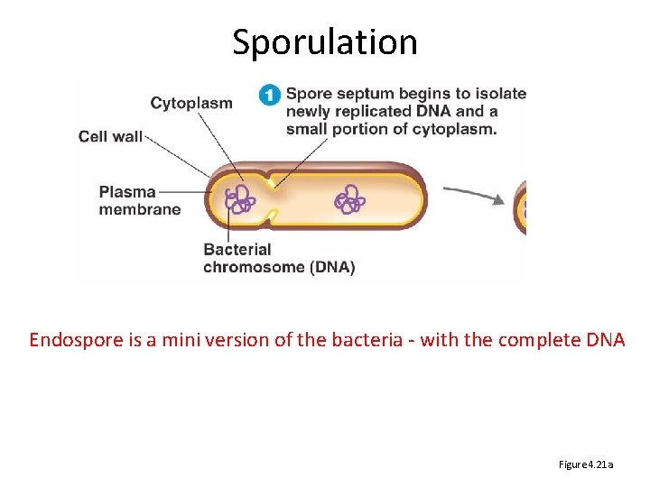 Sporulation Endospore is a mini version of the bacteria - with the complete DNA