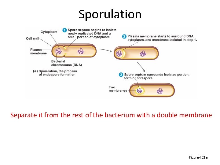 Sporulation Separate it from the rest of the bacterium with a double membrane Figure