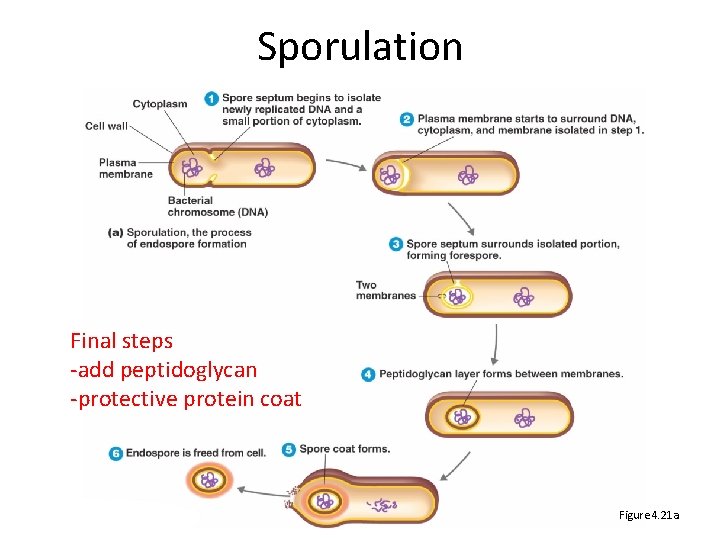 Sporulation Final steps -add peptidoglycan -protective protein coat Figure 4. 21 a 