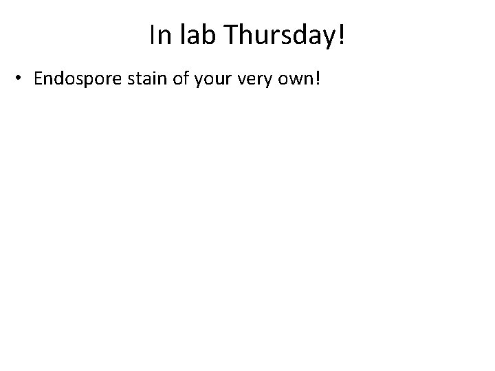 In lab Thursday! • Endospore stain of your very own! 
