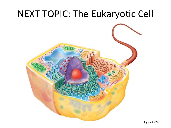 NEXT TOPIC: The Eukaryotic Cell Figure 4. 22 a 
