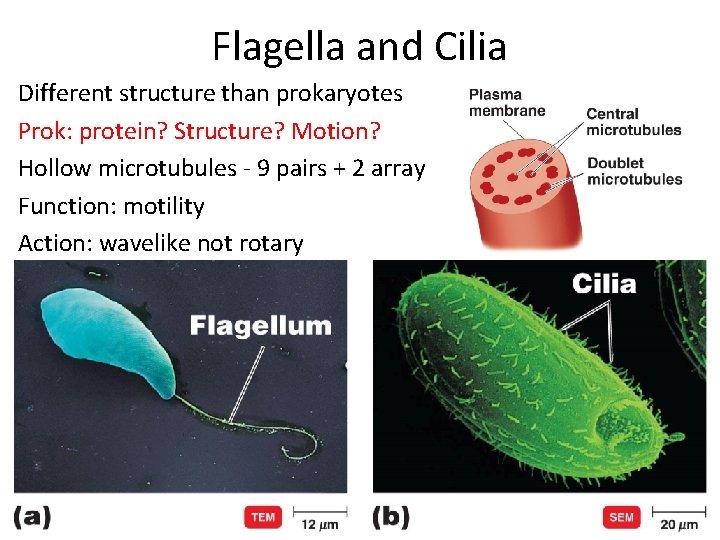 Flagella and Cilia Different structure than prokaryotes Prok: protein? Structure? Motion? Hollow microtubules -
