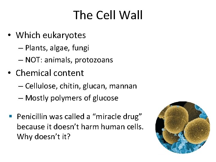 The Cell Wall • Which eukaryotes – Plants, algae, fungi – NOT: animals, protozoans