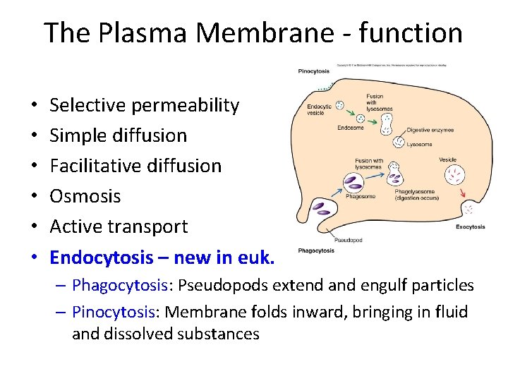 The Plasma Membrane - function • • • Selective permeability Simple diffusion Facilitative diffusion