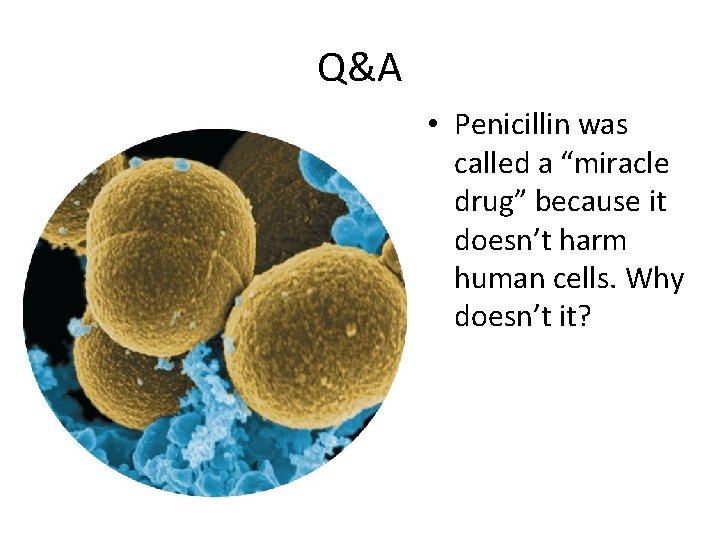 Q&A • Penicillin was called a “miracle drug” because it doesn’t harm human cells.