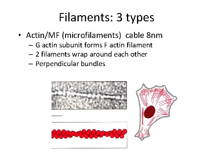 Filaments: 3 types • Actin/MF (microfilaments) cable 8 nm – G actin subunit forms