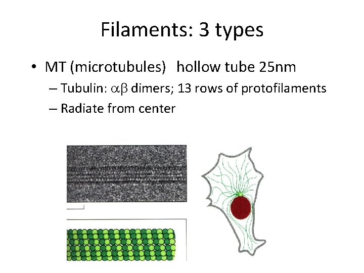 Filaments: 3 types • MT (microtubules) hollow tube 25 nm – Tubulin: ab dimers;
