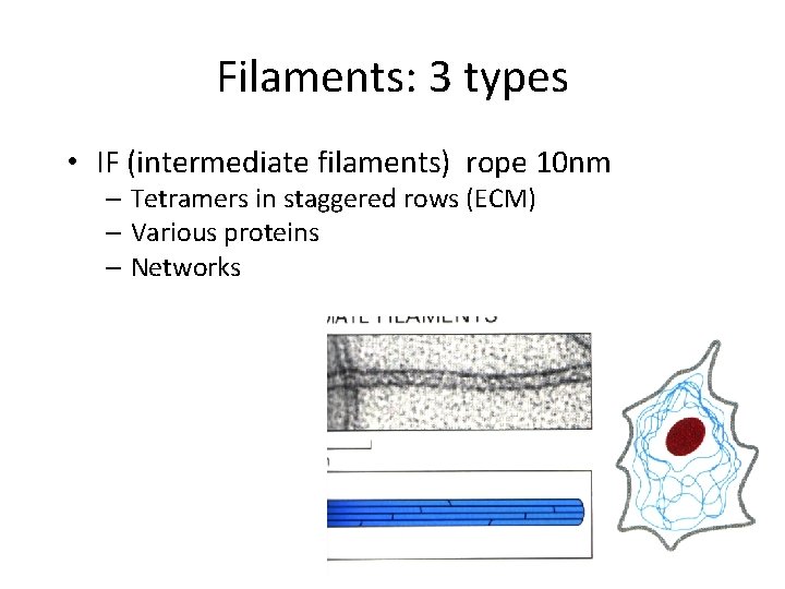 Filaments: 3 types • IF (intermediate filaments) rope 10 nm – Tetramers in staggered