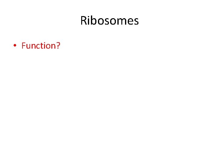 Ribosomes • Function? 