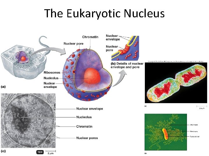 The Eukaryotic Nucleus Figure 4. 24 
