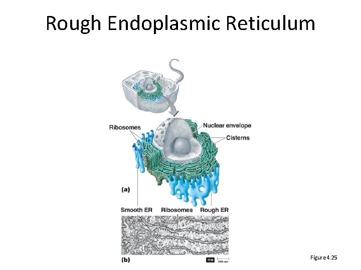 Rough Endoplasmic Reticulum Figure 4. 25 